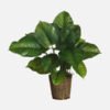 Homalomena - Image 3