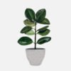 Homalomena - Image 2